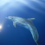 Medulin: Full-Day Boat Tour to Kamenjak and Levan w/ Lunch - Practical Insights for Travelers