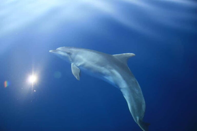 Medulin: Full-Day Boat Tour to Kamenjak and Levan w/ Lunch - Practical Insights for Travelers