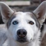 Meet 70 Huskies and Enjoy a short ATV Tour with the Huskies - The Sum Up