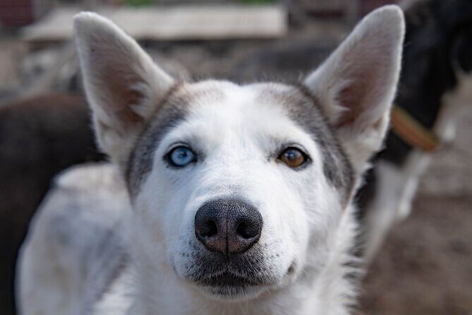Meet 70 Huskies and Enjoy a short ATV Tour with the Huskies - The Sum Up  