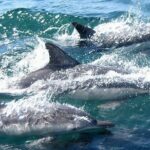 Meet Dolphins in Huatulco - The Value of the Experience