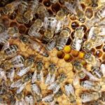 Melissini Beekeeping Experience - Why This Tour Offers Real Value
