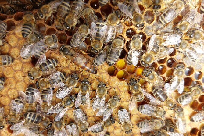 Melissini Beekeeping Experience - Why This Tour Offers Real Value