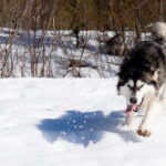 Meltosjärvi: Self Driving Husky Tour - Lake Trail Experience - Practical Details and Considerations