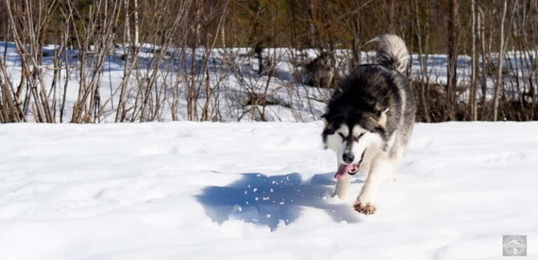 Meltosjärvi: Self Driving Husky Tour - Lake Trail Experience - Practical Details and Considerations