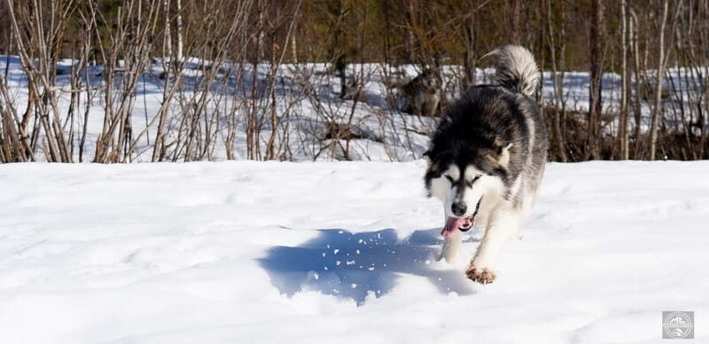 Meltosjärvi: Self Driving Husky Tour - Lake Trail Experience - Practical Details and Considerations