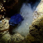 Menorca: 1 single dive (IMPORTANT: Certification REQUIRED) - Introduction to the Menorca Dive Experience