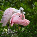 Merida: Celestun Boat Ride Mangrove Experience! Beach Time - Good To Know
