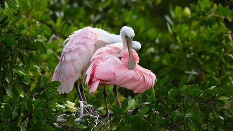Merida: Celestun Boat Ride Mangrove Experience! Beach Time - Good To Know