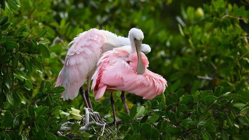 Merida: Celestun Boat Ride Mangrove Experience! Beach Time - Good To Know