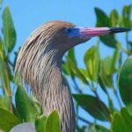 Merida: Kayaking and Bird Sanctuary in Sisal - Who Might Love This Tour?