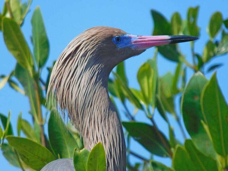 Merida: Kayaking and Bird Sanctuary in Sisal - Who Might Love This Tour?