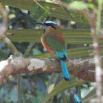 Merida Yucatan Birdwatching Activity - Who Will Love This Experience?