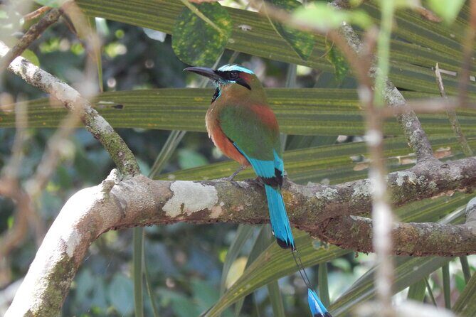 Merida Yucatan Birdwatching Activity - Who Will Love This Experience?