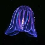 Merritt Island: Bioluminescent Paddle Raft Tour - Authentic Traveler Insights