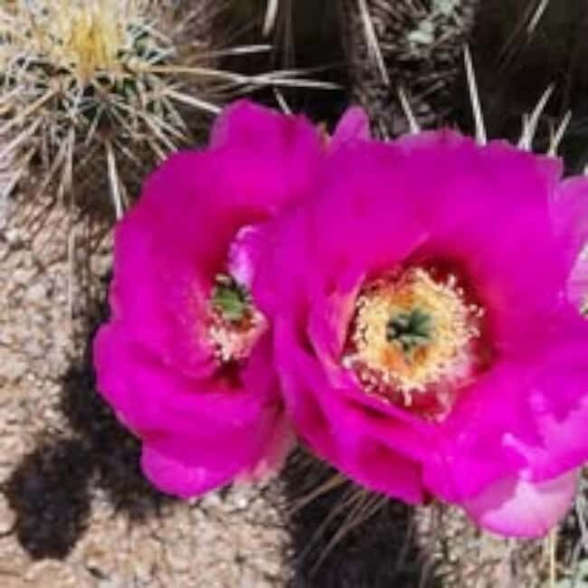 Mesa. AZ: Bulldog Canyon Off-Road Tour Scenic Superstitions - Analyzing the Value