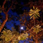 Mexican Moonshine & Flavorful Tacos in the jungle - Good To Know