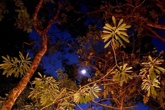 Mexican Moonshine & Flavorful Tacos in the jungle - Good To Know