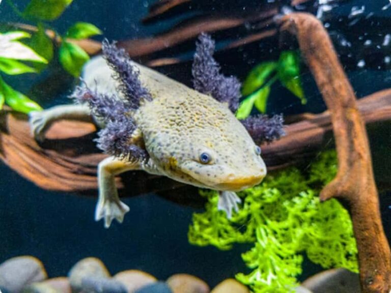 Mexico City: Entry Ticket to Acuario Michin - Why Visit Acuario Michin?