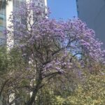 Mexico City Highlights Walking Tour - The Sum Up