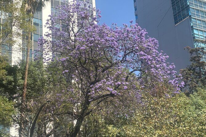 Mexico City Highlights Walking Tour - The Sum Up