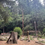 Mexico city: Hiking tour to Desierto de los leones - Deep Dive into the Itinerary