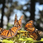 Mexico City: Monarch Butterflies, Sierra Chincua & Angangueo - What’s Included and What to Keep in Mind
