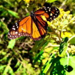 Mexico City: Monarch Butterfly Sanctuary Day Tour - Pricing and Value