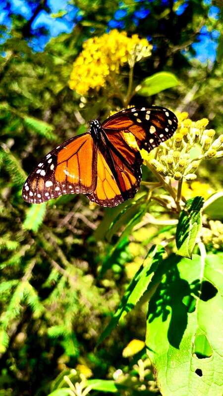Mexico City: Monarch Butterfly Sanctuary Day Tour - Pricing and Value