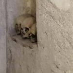 Mexico City: Museum of El Carmen Tour with Ticket - Practical Details and What to Keep in Mind