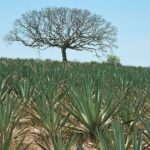 Mezcal Day Experience - What’s Included and Not Included?