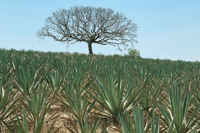 Mezcal Day Experience - What’s Included and Not Included?