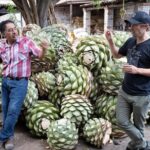 Mezcal Distillery Day Trip - Exploring the Itinerary in Detail