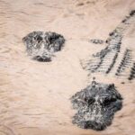 Miami: Alligator Spotting Airboat and Wildlife Reserve - How the Experience Feels in Practice