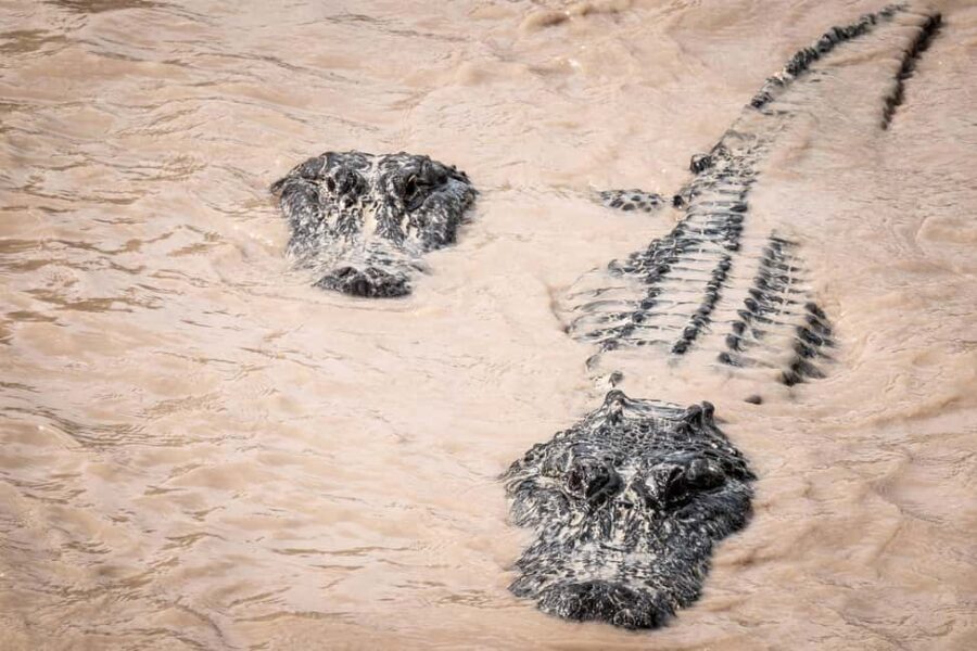 Miami: Alligator Spotting Airboat and Wildlife Reserve - How the Experience Feels in Practice