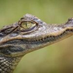 Miami: Everglades Airboat, Gator Experience with Transfer - What to Expect from the Airboat Tour Experience