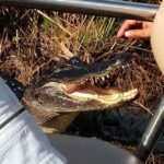 Miami: Everglades Full-Day Tour with 2 Boat Trips and Lunch - Food and Comfort: The Lunch and Snacks
