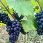 Moet et Chandon Nicolas Feuillatte Private Champagne Trip - Final Thoughts: Who Will Love This Tour?