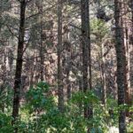 Monarch Butterflies El Rosario Preserve from Mexico City - Additional Details and Considerations