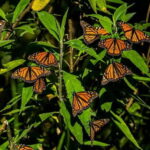 Monarch Butterfly Sanctuary Tour from Mexico City - An In-Depth Look at the Tour Experience