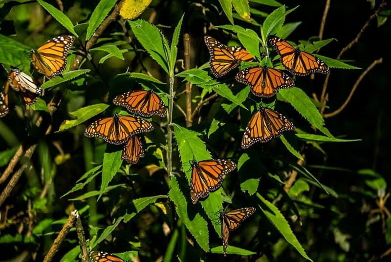 Monarch Butterfly Sanctuary Tour from Mexico City - An In-Depth Look at the Tour Experience