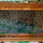 Monferrato: Honey and Mead Tasting Experience - Who Should Consider This Tour?