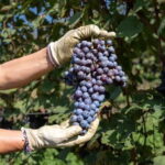 Monforte d'Alba: 7 glasses of Langhe with visit to Winery and Vineyards - The Itinerary: What to Expect