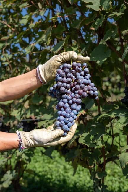 Monforte d'Alba: 7 glasses of Langhe with visit to Winery and Vineyards - The Itinerary: What to Expect