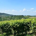 Monforte d'Alba: Barolo Tasting, Vineyard & Cellar Visit - The Sum Up