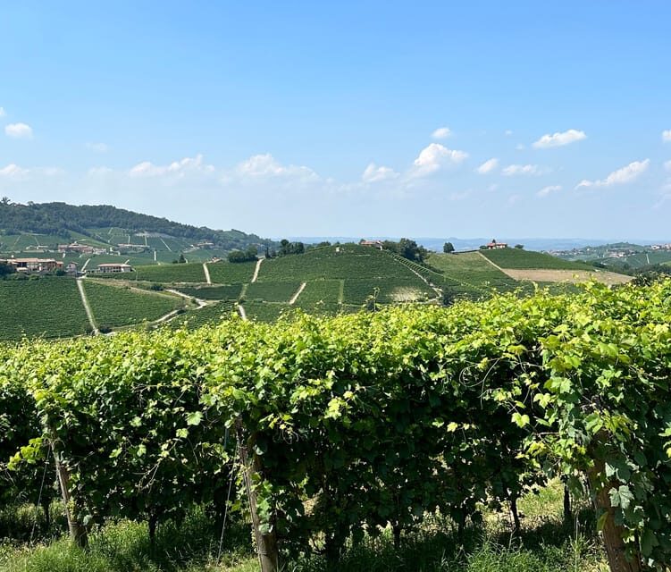 Monforte d'Alba: Barolo Tasting, Vineyard & Cellar Visit - The Sum Up