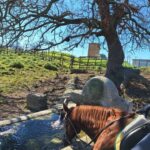 Mongrando: Horseback Ride with Lunch or Dinner - What to Expect from the Mongrando Horseback Experience