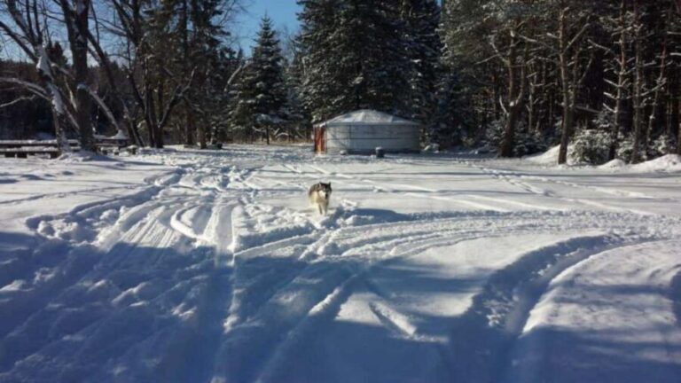 Mont-Tremblant: Dogsledding Nordic Adventure - Final Thoughts