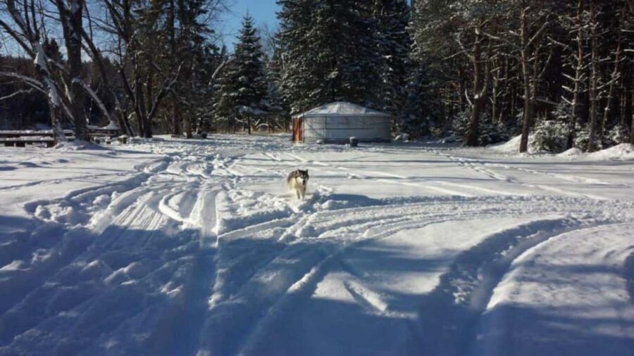 Mont-Tremblant: Dogsledding Nordic Adventure - Final Thoughts