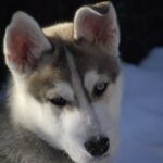 Mont Tremblant Dogsledding Valley Adventure - Group Size and Booking Details